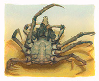 Atlantic Spider Crab II