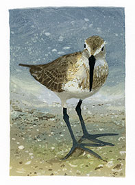 Sandpiper