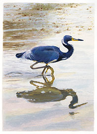 Tri-Colored Heron