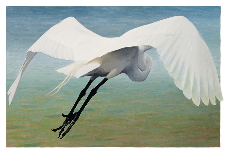 Egret in Flight