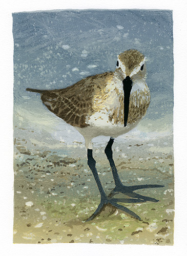 Sandpiper